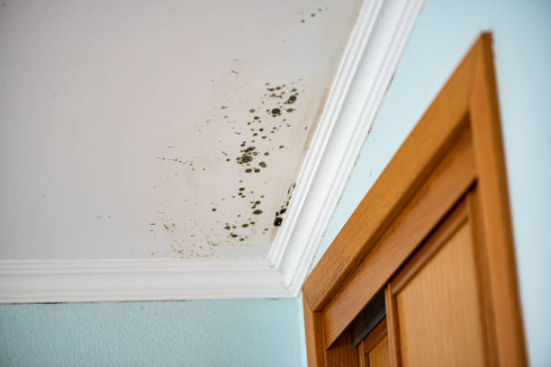 Best Mold Damage Repair  in Jenks, OK