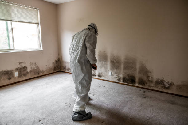 Best Affordable Mold Removal  in Jenks, OK