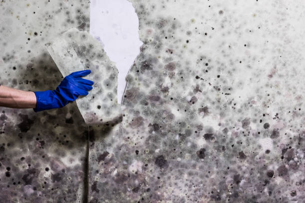 Best Best Mold Removal Companies  in Jenks, OK