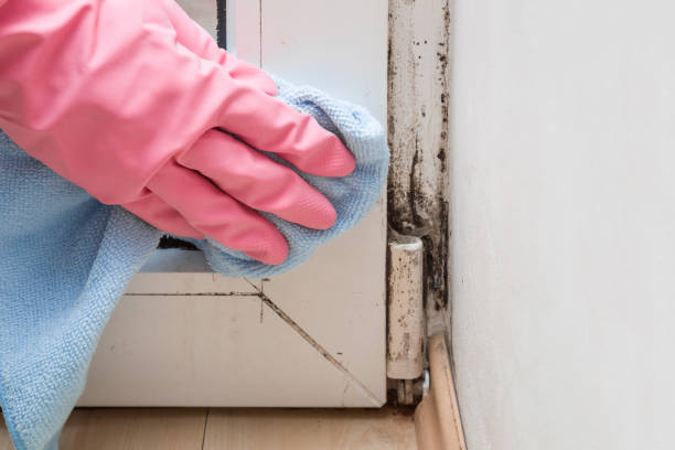 Reliable Jenks, OK Mold Removal Solutions
