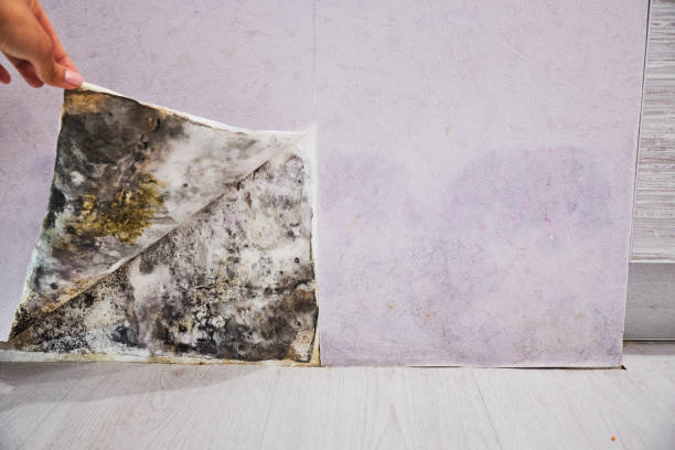 Best Residential Mold Removal  in Jenks, OK